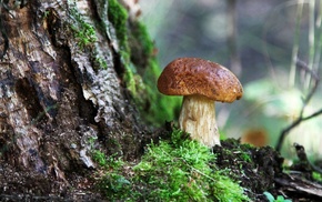 mushroom, depth of field, macro, branch, wood, moss