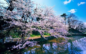 nature, cherry blossom