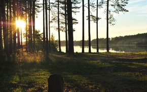 forest