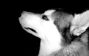 dog, monochrome