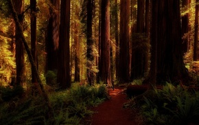 redwood, ferns, trees, forest, path, nature