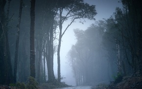 road, nature, trees, forest, mist, Chile