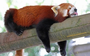 red panda, animals, sloths