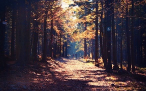 forest