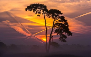 trees, sunset