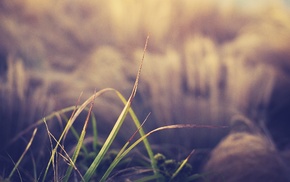 macro, grass