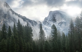 nature, mist, overcast, mountain, ice, spruce