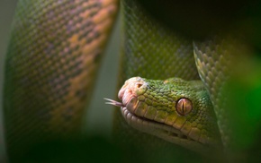 snake, reptile, animals
