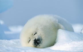 seals, animals