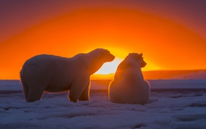 sunset, sunlight, ice, animals, polar bears