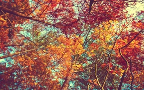 trees, colorful, leaves