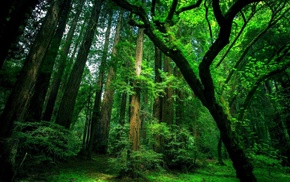 trees, old, green, forest, moss
