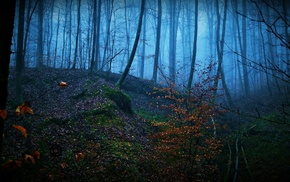 trees, forest, nature