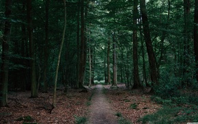 forest