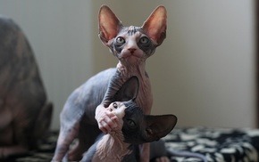 Sphynx cat