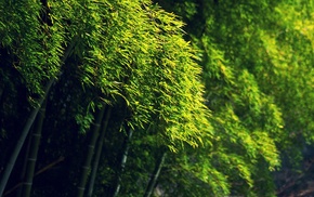 green, trees, bamboo