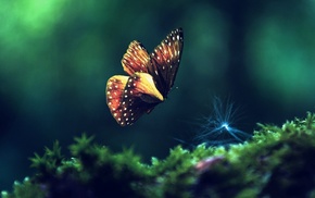 butterfly, insect, macro, moss, nature