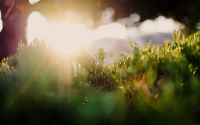 photography, grass, sun rays, plants