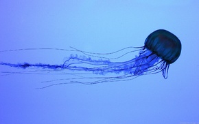 jellyfish, Medusa, water, animals
