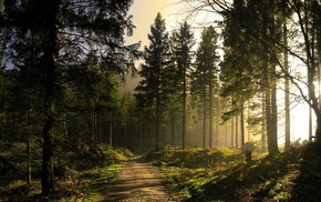 trees, nature, plants