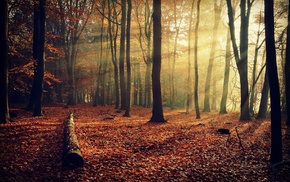 trees, plants, nature