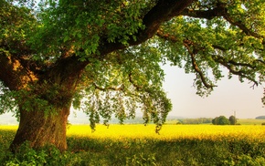 trees, plants, nature