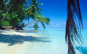 tropical, sea, landscape, beach, palm trees, water