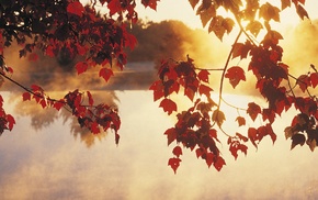 sunlight, lake, leaves, calm