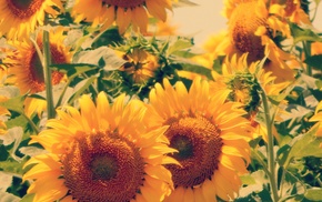 sunflowers, flowers