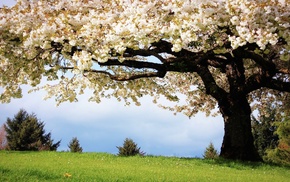 trees