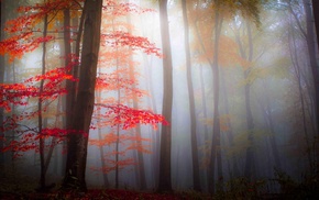 mist, forest, morning, trees, fall, leaves