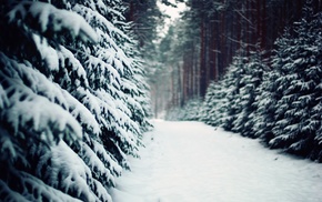 forest, snow, trees, winter