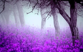 mist, nature, trees, flowers