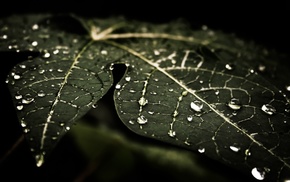leaves, dark, water drops, macro, nature