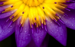 water drops, purple, flowers, lilies