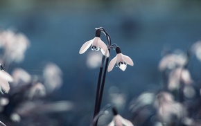 snowdrops, flowers, macro