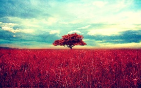 landscape, trees