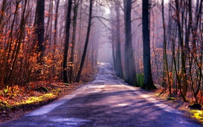 road, sunrise, forest, trees