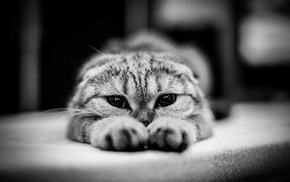 monochrome