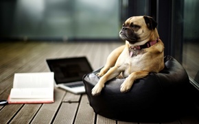 books, dog, laptop, mac book, pug