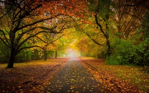 fall, road, landscape, trees, morning, mist