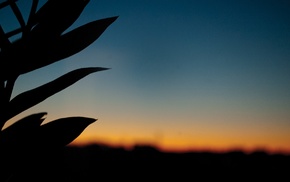 sunset, silhouette, leaves