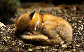 animals, fox, sleeping, nature