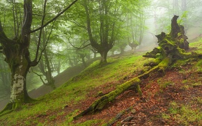 moss, hill, mist, nature, leaves, branch