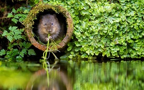 nature, river, plants, beavers