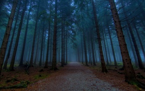 mist, forest, landscape