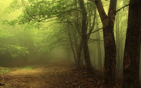forest