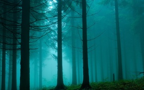 mist, forest, trees