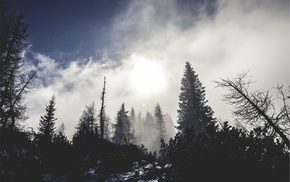 trees