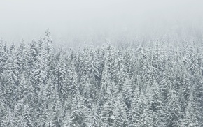 snow, trees